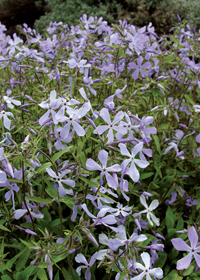 Phlox divaricata 'London Grove'